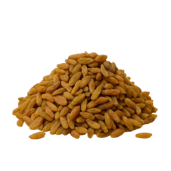 kishmish sundarkhani